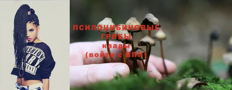 kraken как зайти  Дятьково  Псилоцибиновые грибы Psilocybine cubensis  сколько стоит 