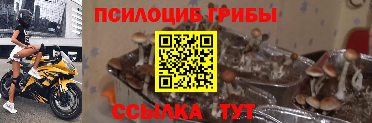 Псилоцибиновые грибы прущие грибы  Псилоцибиновые грибы мухоморы  Вход с VPN  Дятьково 